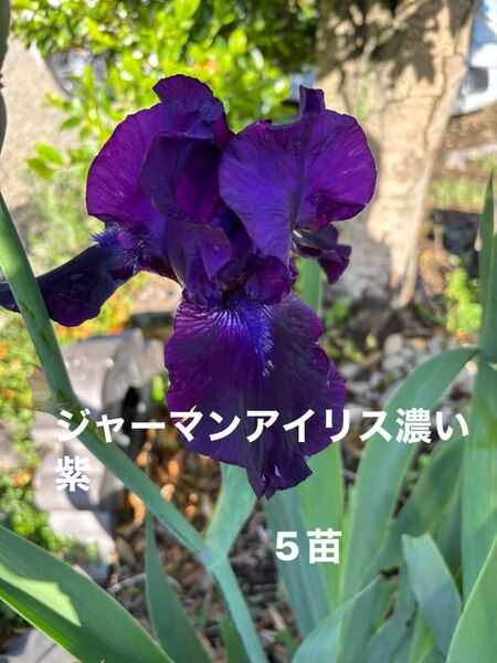 ジャーマンアイリス 花 ガーデニング