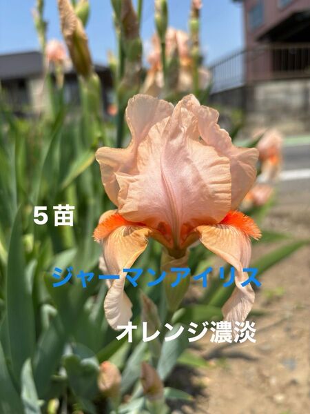 ジャーマンアイリス 花 ガーデニング