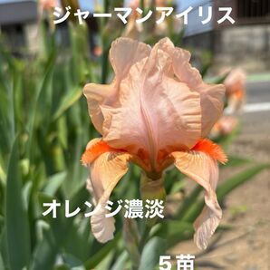 ジャーマンアイリス 花 ガーデニング