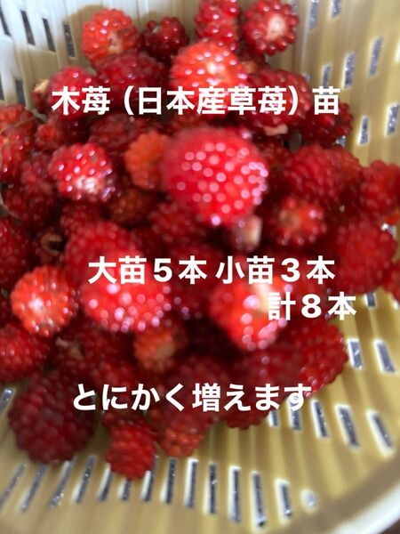 木苺(日本産草苺)大5本 小3本 計8本 我が家に自生してます。もちろん無農薬 除草剤不使用