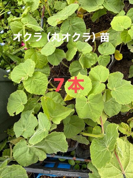 オクラ(丸オクラ)苗 無農薬 除草剤不使用
