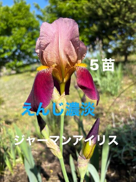 ジャーマンアイリス 花 ガーデニング