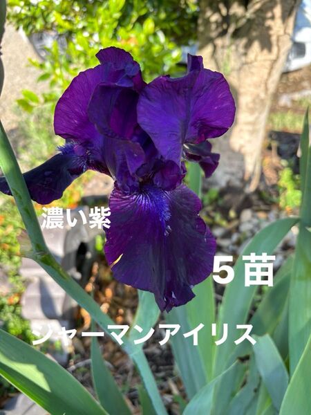 ジャーマンアイリス 花 ガーデニング
