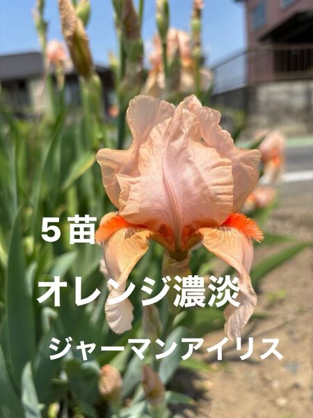 ジャーマンアイリス 花 ガーデニング