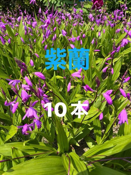 紫蘭 シラン 抜き苗 農薬不使用