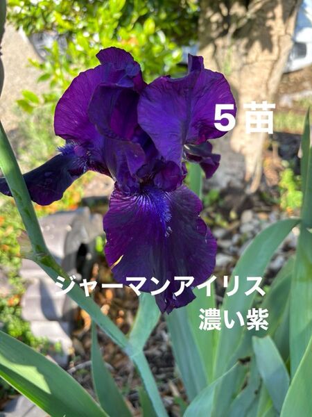 ジャーマンアイリス 花 ガーデニング