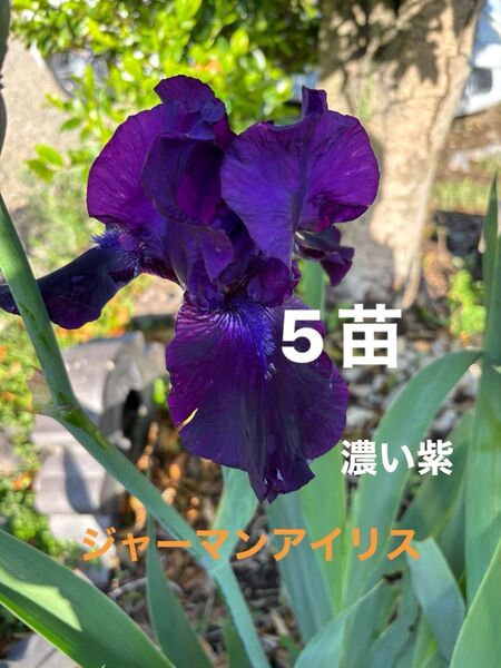 ジャーマンアイリス 花 ガーデニング
