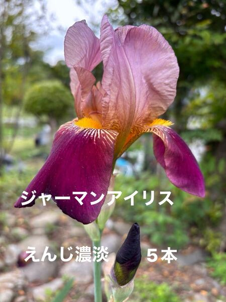 ジャーマンアイリス 花 ガーデニング