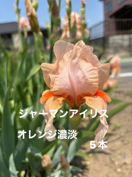 ジャーマンアイリス 花 ガーデニング