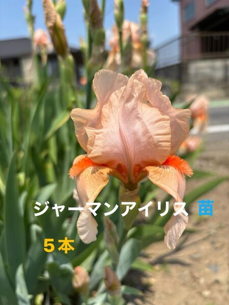 ジャーマンアイリス 花 ガーデニング