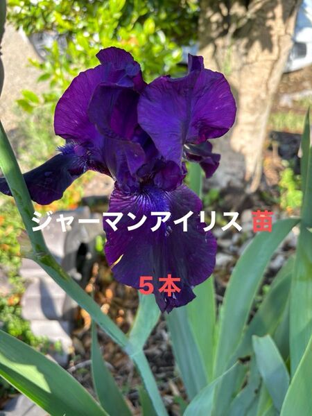 ジャーマンアイリス 花 ガーデニング
