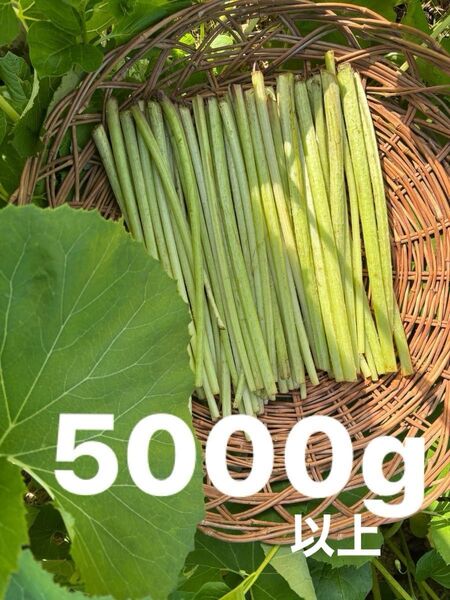 水ふき 茎のみ 農薬不使用 除草剤不使用 ふき フキ 蕗 ご購入後収穫します