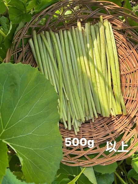 水ふき 茎のみ 農薬不使用 除草剤不使用 ふき フキ 蕗 ご購入後収穫します