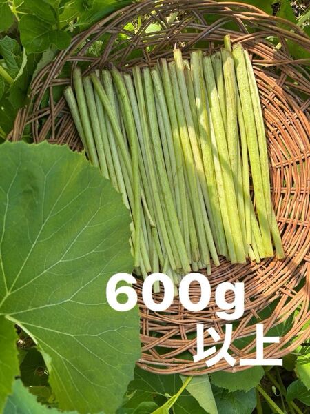 水ふき 茎のみ 農薬不使用 除草剤不使用 ふき フキ 蕗 ご購入後収穫します