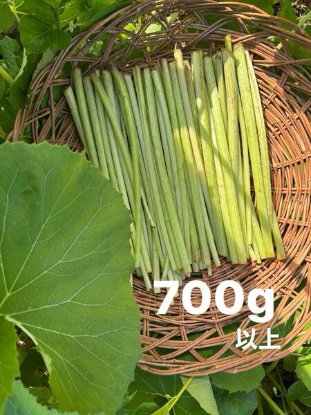 水ふき 茎のみ 農薬不使用 除草剤不使用 ふき フキ 蕗 ご購入後収穫します