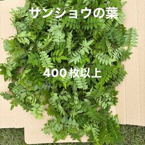 天然自生サンショウの葉 山椒 さんしょう 無農薬 除草剤不使用
