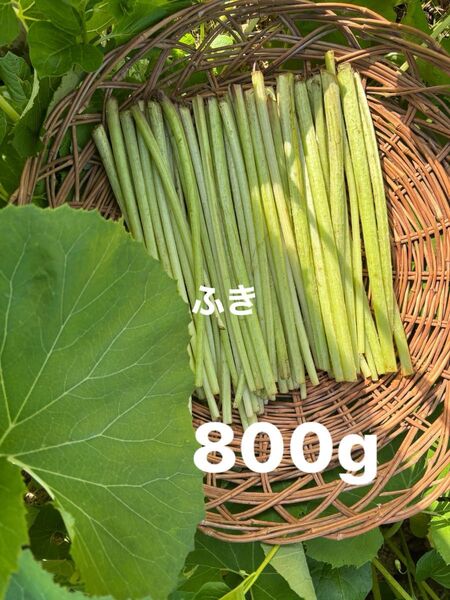 水ふき 茎のみ 農薬不使用 除草剤不使用 ふき フキ 蕗 ご購入後収穫します