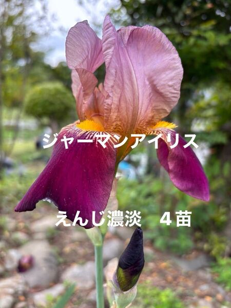 ジャーマンアイリス 花 ガーデニング