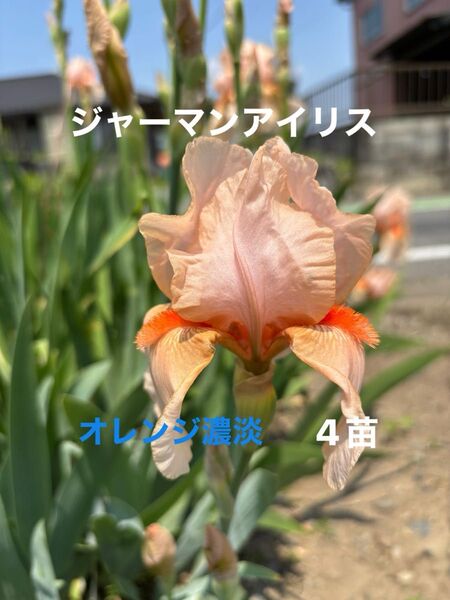 ジャーマンアイリス 花 ガーデニング