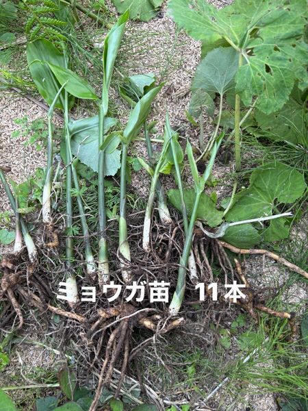 みょうが苗 栽培期間中農薬、除草剤不使用 茗荷 ミョウガ