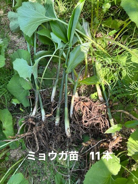 みょうが苗 栽培期間中農薬、除草剤不使用 茗荷 ミョウガ