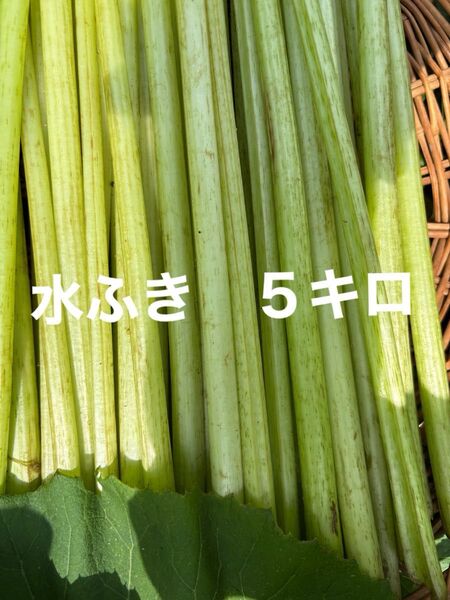 水ふき 茎のみ 栽培期間中農薬 除草剤不使用 ふき フキ 蕗 ご購入後収穫します