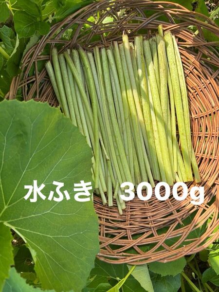 水ふき 茎のみ 農薬不使用 除草剤不使用 ふき フキ 蕗 ご購入後収穫します