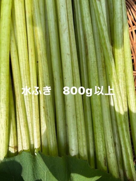 水ふき 茎のみ 栽培期間中農薬 除草剤不使用 ふき フキ 蕗 ご購入後収穫します