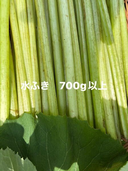 水ふき 茎のみ 栽培期間中農薬 除草剤不使用 ふき フキ 蕗 ご購入後収穫します