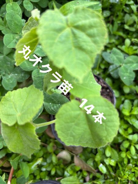 オクラ(丸オクラ)苗 栽培期間中農薬 除草剤不使用 丸オクラは普通のオクラと比べてツルツルです。