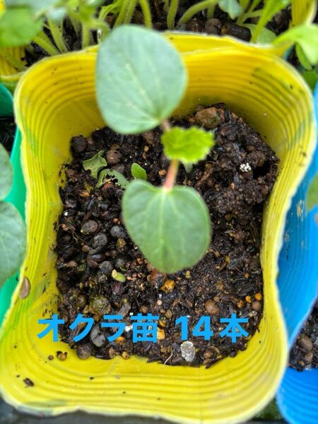 オクラ苗 栽培期間中 除草剤農薬不使用