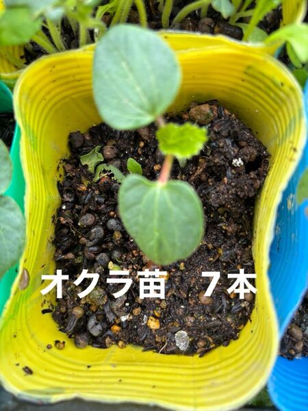オクラ苗 栽培期間中農薬 除草剤不使用