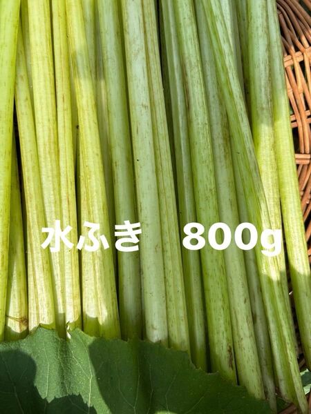 水ふき 茎のみ 栽培期間中農薬 除草剤不使用 ふき フキ 蕗 ご購入後収穫します