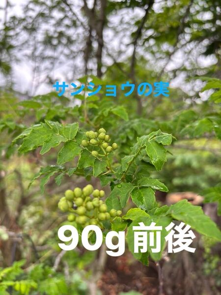 サンショウの実 天然自生 栽培期間中除草剤農薬不使用さんしょうの実 山椒の実