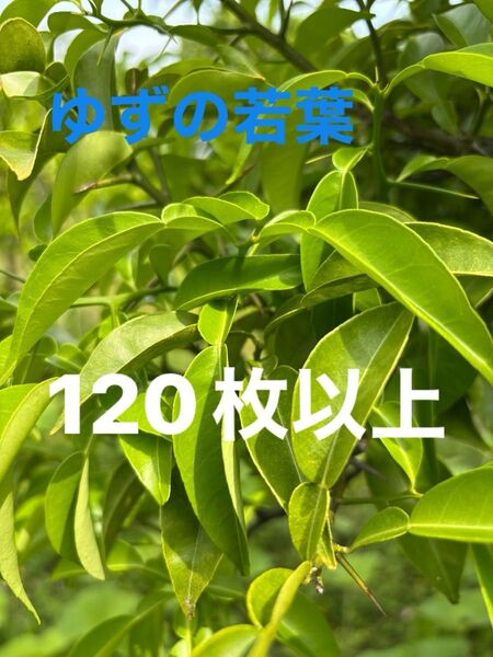 ゆずの葉 枝付き トゲに注意して下さい。柑橘の葉 幼虫のエサ 栽培期間中農薬除草剤不使用