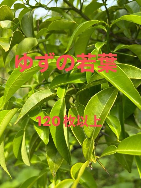 ゆずの葉 枝付き トゲに注意して下さい。柑橘の葉 幼虫のエサ 栽培期間中農薬除草剤不使用