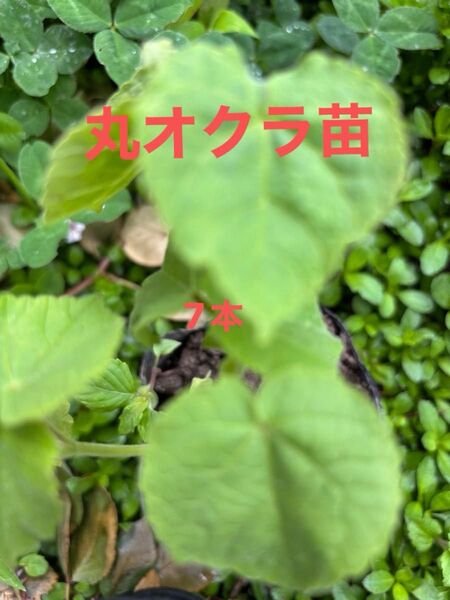 オクラ(丸オクラ)苗 栽培期間中農薬 除草剤不使用 丸オクラは普通のオクラと比べてツルツルです。