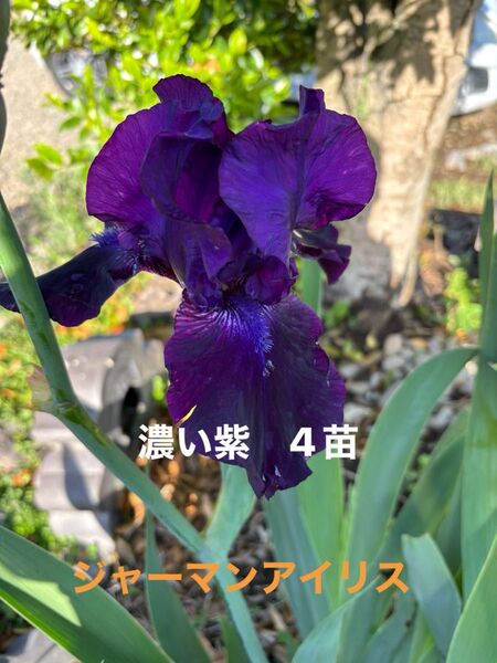 ジャーマンアイリス 花 ガーデニング