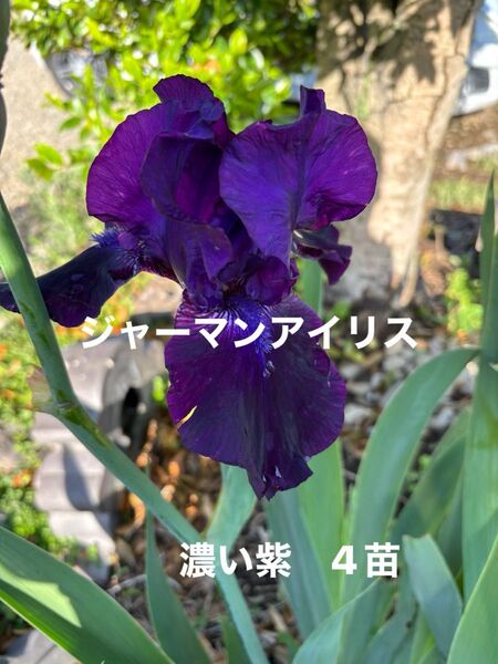 ジャーマンアイリス 花 ガーデニング