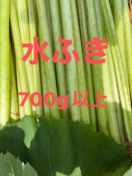 水ふき 茎のみ 栽培期間中農薬 除草剤不使用 ふき フキ 蕗 ご購入後収穫します