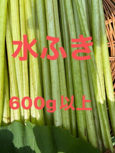 水ふき 茎のみ 栽培期間中農薬 除草剤不使用 ふき フキ 蕗 ご購入後収穫します