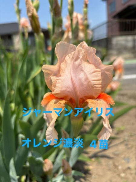ジャーマンアイリス 花 ガーデニング