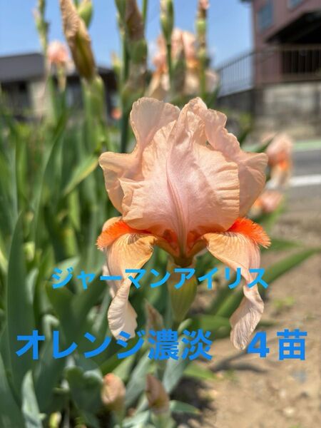 ジャーマンアイリス 花 ガーデニング