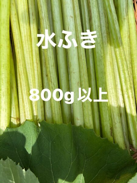 水ふき 茎のみ 栽培期間中農薬 除草剤不使用 ふき フキ 蕗 ご購入後収穫します