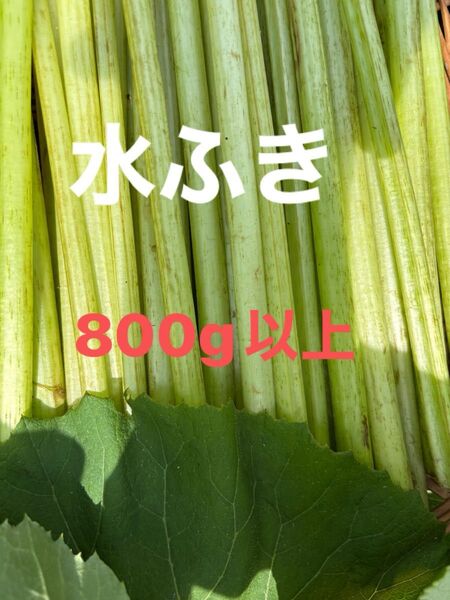 水ふき 茎のみ 栽培期間中農薬 除草剤不使用 ふき フキ 蕗 ご購入後収穫します