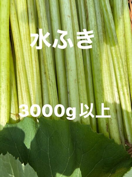 水ふき 茎のみ 栽培期間中農薬 除草剤不使用 ふき フキ 蕗 ご購入後収穫します