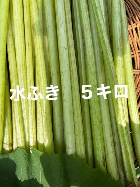 水ふき 茎のみ 栽培期間中農薬 除草剤不使用 ふき フキ 蕗 ご購入後収穫します