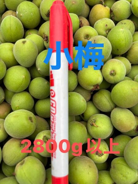 小梅 群馬里山産 栽培期間中農薬 除草剤不使用 梅