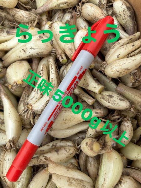 らっきょう 栽培期間中農薬除草剤不使用 ご購入後収穫