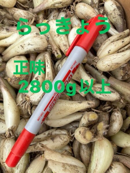 らっきょう 栽培期間中農薬除草剤不使用 ご購入後収穫